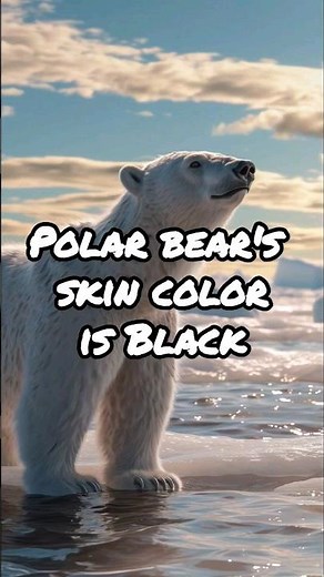 The Hidden Hue: Unveiling the Black Skin of Polar Bears