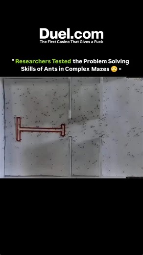 𝗞𝗻𝗼𝘄𝗹𝗲𝗱𝗴𝗲 𝗠𝗮𝘁𝗿𝗶𝘅 | 𝗙𝗮𝗰𝘁𝘀 𝗗𝗮𝗶𝗹𝘆 on Instagram: "Scientists have long been fascinated by the intelligence of ants — and recent experiments have put their problem-solving skills to the test. In controlled studies, researchers placed ants in complex mazes to observe how they navigate obstacles and find food. Remarkably, ants learned to remember successful paths and even shared information with their colony through pheromone trails. Over time, their routes became more efficien