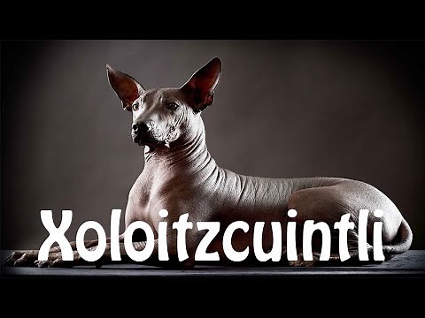 How To Pronounce Xoloitzcuintli