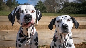 Farm Family’s ‘101 Dalmatians’ Costumes Are Absolute Adorable Awesomeness