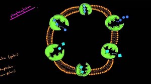 Protein modifications