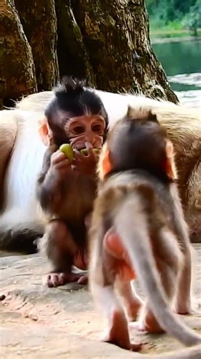 #wildmonkeykh #monkey #cambodiawildlife #animallife #monkeylife #babymonkey