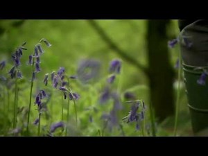 Springwatch 2013: Bluebells and ancient woods in Staffordshire