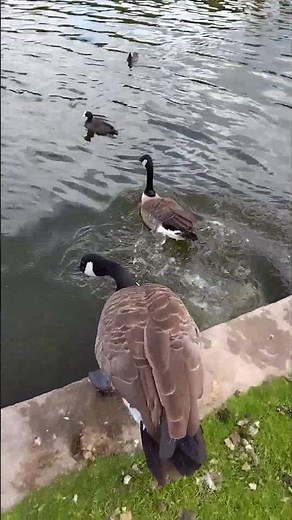 This is my pet duck Adam going for his first swim meme #duckquack #memes #funny #animals #adam