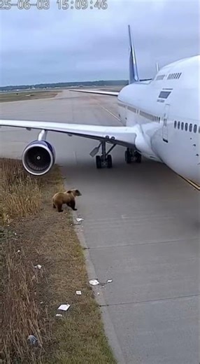 There He Goes! 🐻 Bear's INSANE Jet Engine Move