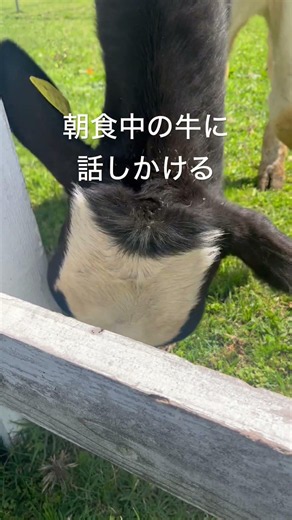 【マザー牧場で牛に話しかける】#マザー牧場 #癒し #動物 #自然 #牛 #牧場 #声優系vtuber #shorts