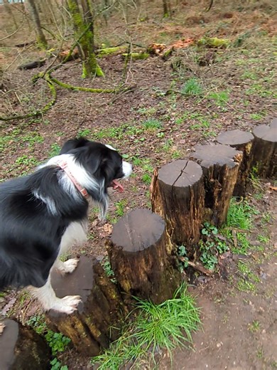 The Antics of a Border Collie During Hiking Adventures