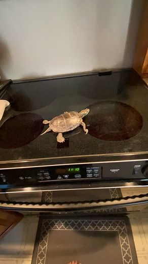 Exploring the Side Effects of Red Turtle Coffee on Sergio the Pet Turtle