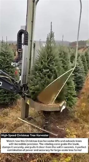 This Machine Harvests Christmas Trees in Seconds! 🎄⚙️