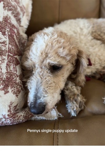 Life with Goldendoodle Puppies: Penny's Update