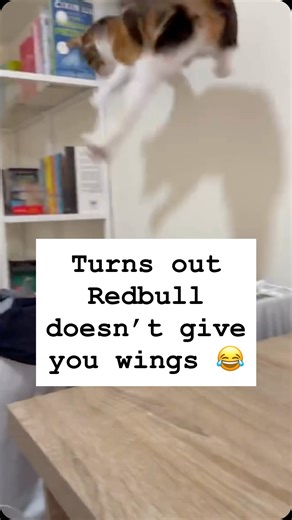 ICanHasCheezburger on Instagram: "He believes he can fly (he’s wrong) #cats #catsofinstagram #funnycats #icanhascheezburger #funnyreels"