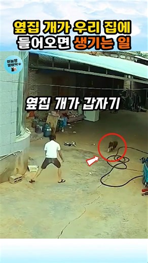 What happens when a strange dog comes into the house #dog #animal #dog