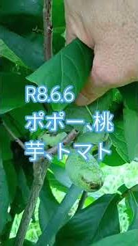 #Pawpaw #Peach #SweetPotato #HomeGarden #NaturalFarming #Agriculture