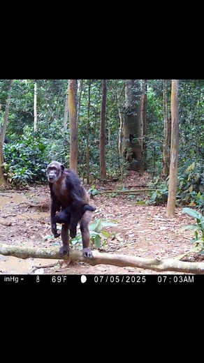 A camera trap recently recorded this chimpanzee moving through the forest with her infant held close. No people were present — just the quiet movement of wildlife in its own time and space. Chimpanzees are very much part of the Congo Basin, though they are not habituated to human presence here. Instead of close encounters, we experience them through distant calls, nests high in the canopy, feeding traces and moments like this. Their presence is a sign of a healthy, functioning rainforest — one t