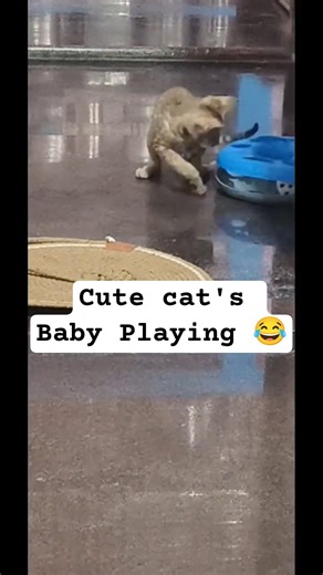 Cute cat's baby Playing | Funny shorts | #cat #funmyvideo #shorts #shortsfeed
