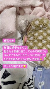 #犬#おじいちゃん犬#僧帽弁閉鎖不全#利尿剤#17歳老犬トイプードル#3/10