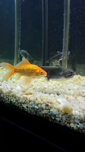 My Gulper Catfish Eats only live food! #fish #catfish #fishtank | Fish With Tony Mustache