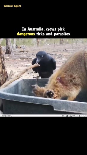 Crows Remove Deadly Ticks From Wallabies!