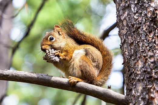 Colorado Squirrel Hunting Techniques: The Best Advice From a Seasoned Hunter