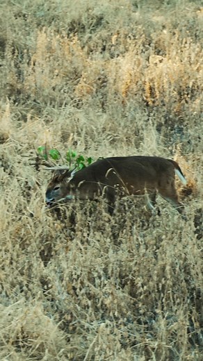 In case y’all were looking for a RUT update in Illinois!! They are fired up and SO ARE WE🏹👊🏻🦌 | The Bearded Buck