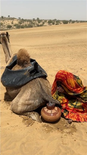 🔥🐪 حرارةُ الصحراءِ أدهشتها... فحاولتْ تبريدَ الجملِ، لكنَّ المفاجأةَ كانت أكبر!