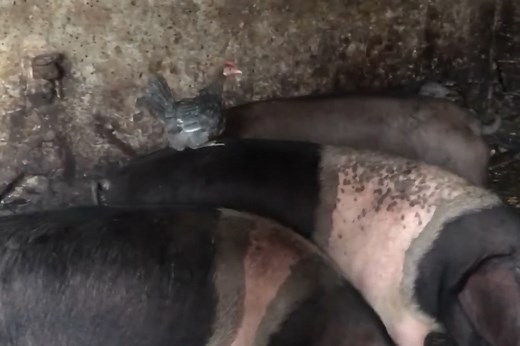 Chicken and pig have an unlikely friendship