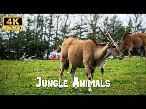 African Wildlife Documentary 4K – Raw Nature Footage