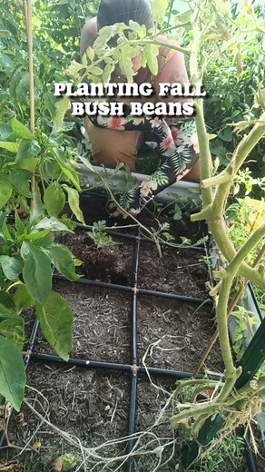 Square foot garden planting in using my @Garden In Minutes raised bed with irrigation grid! It will soon be time to replant some veggies from the spring so clear some space in your garden now! #fallgarden #fallgardening #gardeninminutes #irrigation #bushbeans #growingbeans #texasgarden #texasgardening