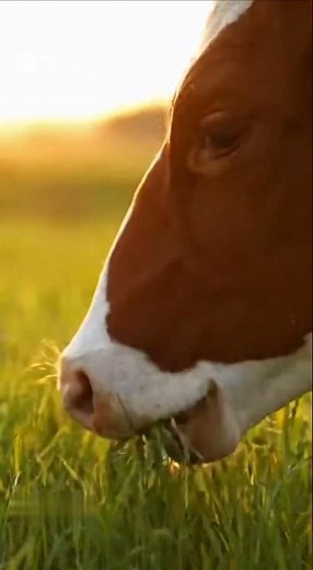 “Relaxing Cow Eating Grass 🐄🌿 | Peaceful Nature ASMR”