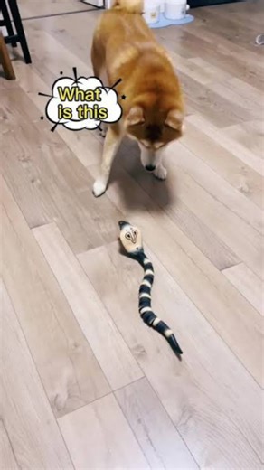 Ashab Toys on Instagram: "Bring home the Ultimate RC Cobra Snake Toy — realistic motion, sound & light for hours of fun! Perfect gift for kids, prank lovers and gadget fans 🎁 Order now — nationwide delivery! 🚚 . #RCCobra #RCSnake #RemoteControlToy #KidsToys #ToyGadgets rc cobra snake toy, remote control snake, realistic snake toy, snake toy with sound and light, rc snake toy india, prank snake toy, electronic snake toy, kids remote control toy, toy gadgets india, rechargeable snake toy, gift t