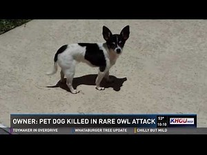 Owner: Pet dog killed in rare owl attack