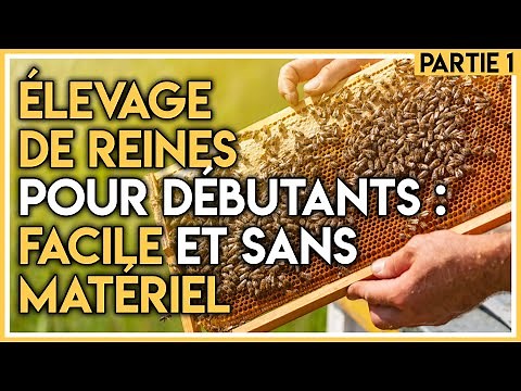 Queen Rearing for Beginners: Easy and No Special Equipment Required!! Part 1.