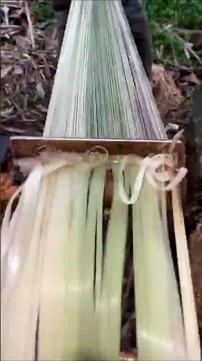 Manila Abaca Plant a Strongest Natural Fiber Worth Millions! #shorts #plants #farming