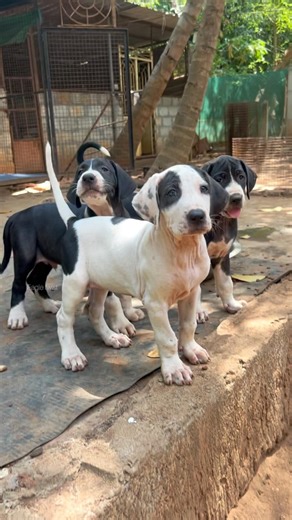 யம்மா😱 சூப்பர் ஆ🤩 இருக்கானே | Bully Kutta Dog's | bullykutta 💢maintanance | pet lovers #shorts