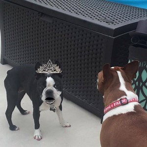 21K views · 1K reactions | I need fingers and a step stool | GabbyGirl Princess Willow | Facebook