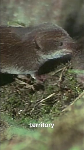 Don’t Underestimate This Tiny Predator