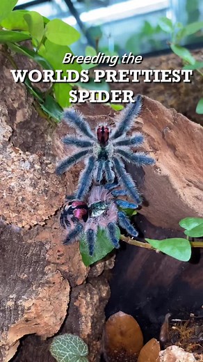 I bet you didn’t plan on learning about fancy spider segs today, did ya? YOU’RE WELCOME 😅 Idk if you could tell how giddy I was in the video, but breeding this species of spider seems like a dream come true! HUGE thanks to @marshallarachnids for loaning me their mature male for this project! They’re doing some really cool work with tarantula husbandry, so if you’re into that, consider giving them a follow! 🔎 Typhoclaena seladonia 💎 Brazilian Jewel Tarantula #tarantula #rare #spider #brazilian