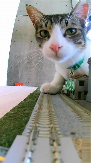 保護猫カフェ 大阪文化館・ジオラマ食堂 Cats Wonderland Osaka-bay | 当店「大阪文化館 ジオラマ食堂の歌」が完成しました!! 3番まであるので 最後まで聞いてくださいネ💛 作詞：ハチワレRio 作曲：ハチワレRio（Suno Ai） 歌 ：Suno Ai 保護猫カフェ-大阪文化館・ジオラマ食堂は大阪天保山、海遊館のとなりにあります。... | Instagram