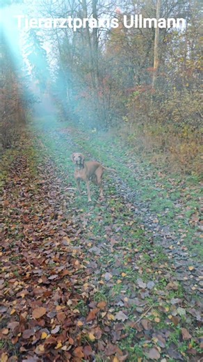 🐾 Was denken unsere Tiere über uns? Die Perspektive von Hund und Katze! 🧠 ​Das ist eine der spannendsten Fragen überhaupt! Können unsere Haustiere – Hunde, Katzen und andere – über uns nachdenken? Die Forschung ist sich einig: Ja, aber nicht im Sinne philosophischer Betrachtungen oder komplexer Zukunftsplanung, wie wir es tun. Tiere denken über uns in einer Weise nach, die viel praktischer, emotionaler und sozial relevanter ist. ​Sie denken nicht nur über uns nach; sie kategorisieren, beurteil