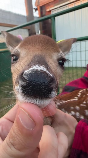 Cute Deer Videos Compilation - Baby Deer, Fawn, and More!