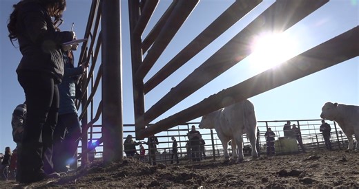 Livestock judging competition brings students from eight states to Valentine - Midplains NCN