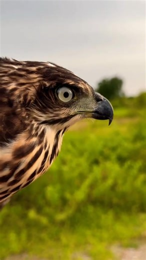 Sound of Crested goshawk | AmericanEagle