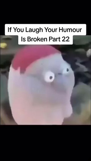 Part 22 #hampter #bwitz #codebwitz #fyp #theonlyblitzgaming #memestiktok #tiktok #ifyoulaughyourhumourisbroken #ifyoulaughyourgoingtohell #apexblitz #blitzgaming #blitzgaming #dank #fypシ゚viral #memes #trending #fypシ #trend #meme #