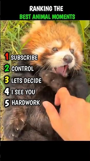 NEVER MISS IT|SUBSCRIBE FOR MORE|#animal #funny