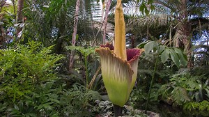 Why Have Loads Of Corpse Flowers Been Releasing Their Stink Recently?