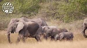 Meet Mensa, an elephant matriarch who must guide her calves and the rest of the 34-strong herd through the predator-rich bushveld of Botswana, from the parched Kalahari sands northwards to the verdant Okavango Delta. Follow the story in March of the Elephants, tonight at 9 PM BST on Earth Touch TV: https://www.earthtouch.tv | Earth Touch TV