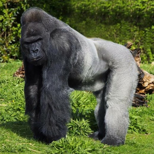 Sliverback Gorilla Sound Effects 🦍 🔊