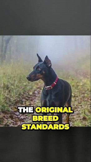 The Difference Between American and European Doberman