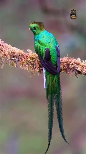🔥 Quetzal — nature’s emerald miracle 🌿✨ With its glowing green feathers, fiery red chest, and majestic long tail, this bird looks like it flew straight out of a dream 🕊️💚 #Quetzal #NatureReels #WildlifeUSA #wildlife #viralpage #wildlifestorm | Wildlife Storm