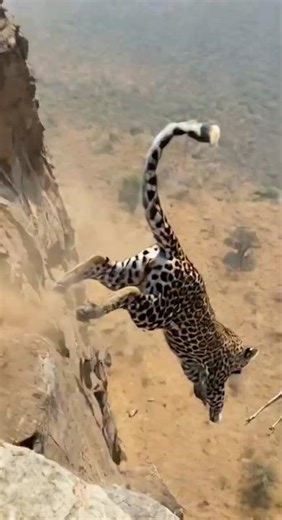 From Cliff to River — Leopard Faces a Predator Beneath the Water